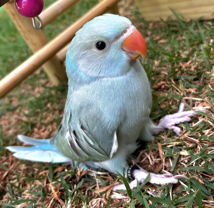 Filhote de ave azul no chão, em ambiente aberto